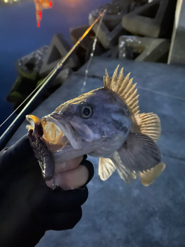 クロソイの釣果