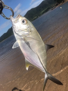 ギンガメアジの釣果