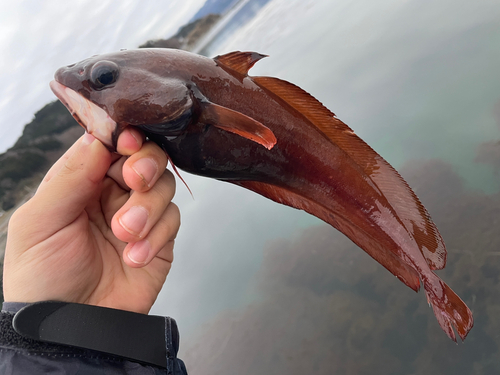 ドンコの釣果