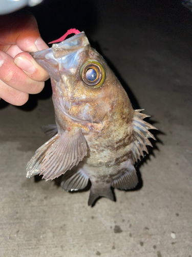 メバルの釣果