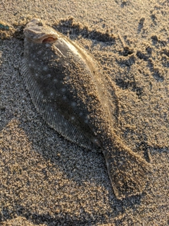 ソゲの釣果