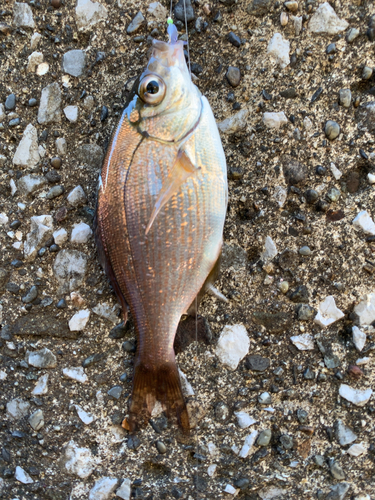 ウミタナゴの釣果