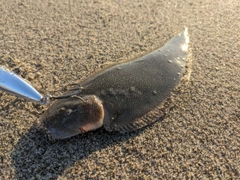 シタビラメの釣果