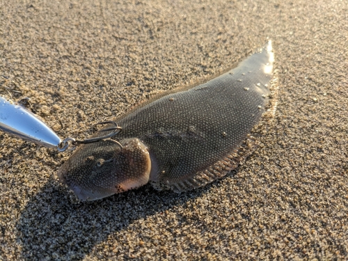 シタビラメの釣果