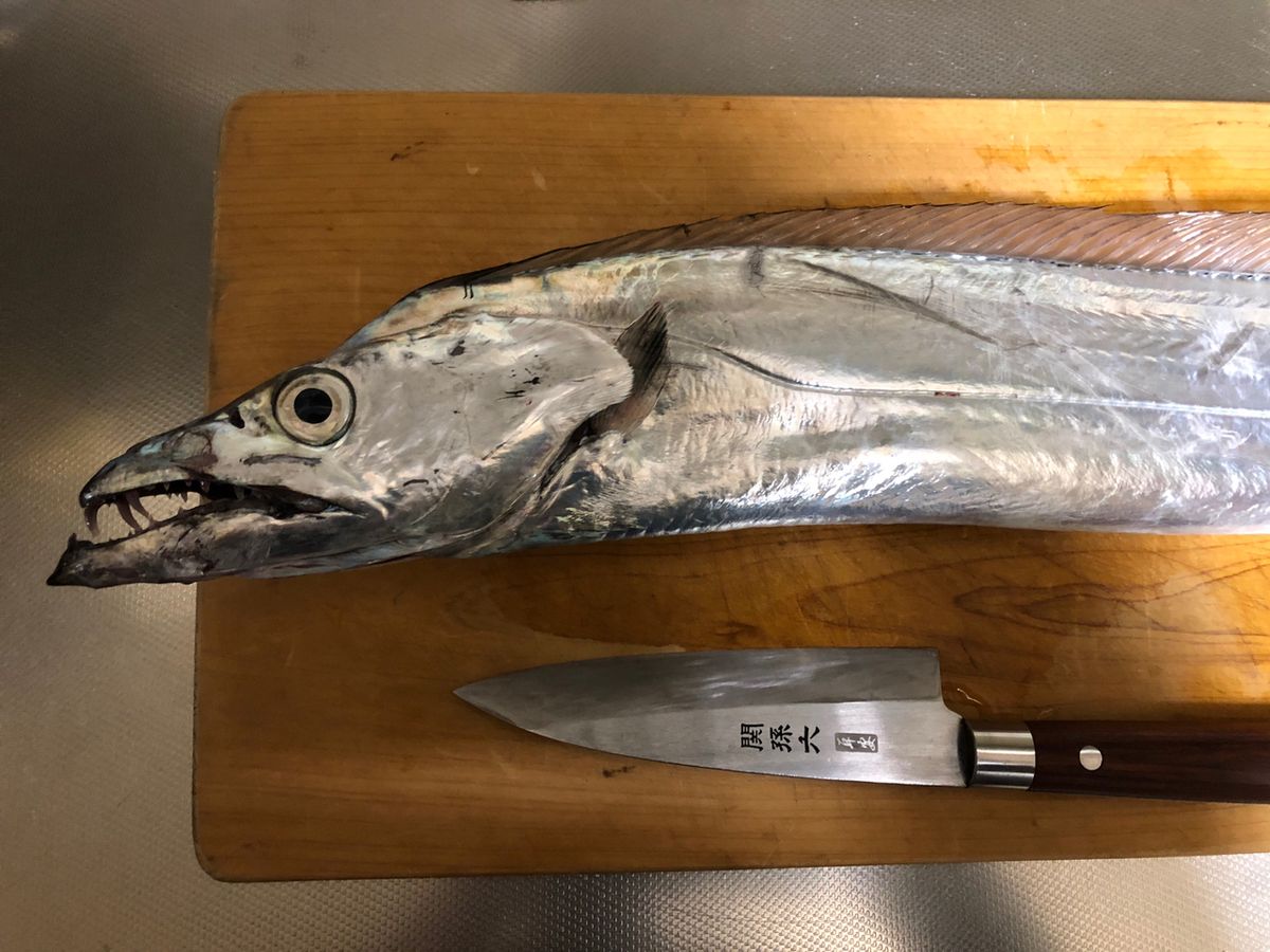 わたるスペシャルさんの釣果 3枚目の画像