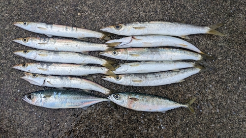 カマスの釣果