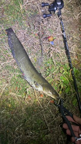 マナマズの釣果