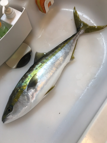 メジロの釣果