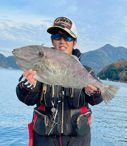 ウスバハギの釣果