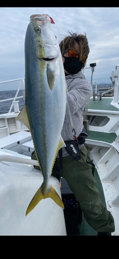 ブリの釣果