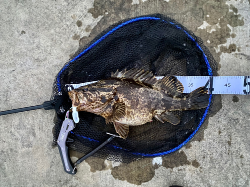 タケノコメバルの釣果