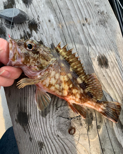 カサゴの釣果