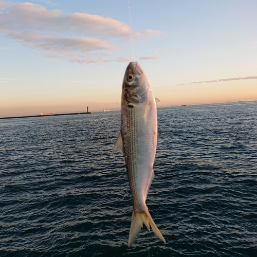 コノシロの釣果