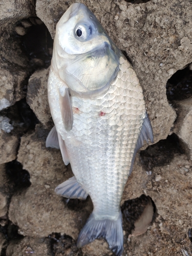 フナの釣果