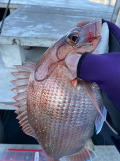 マダイの釣果