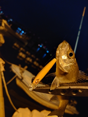 セイゴ（マルスズキ）の釣果