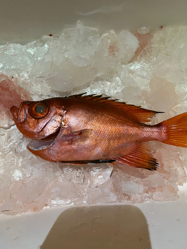 チカメキントキの釣果