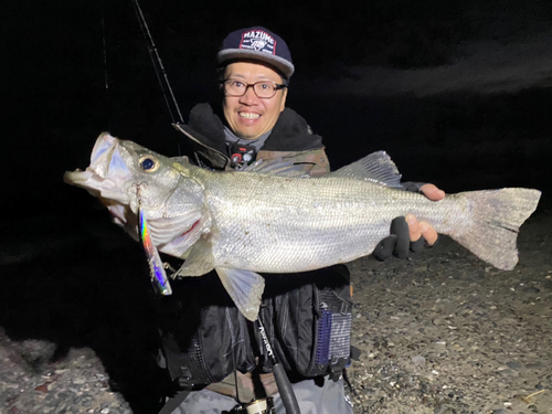 ヒラスズキの釣果