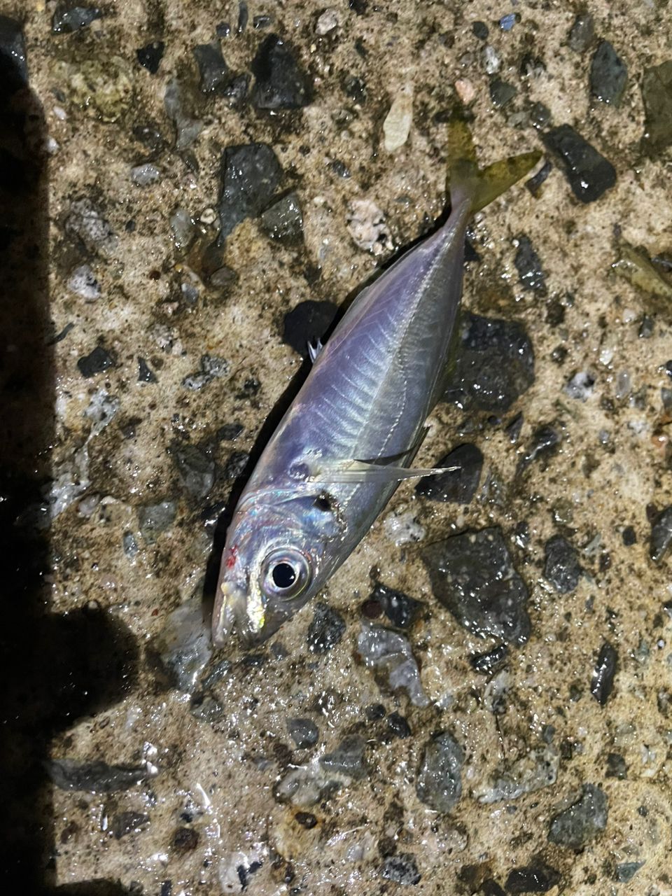 アジ
