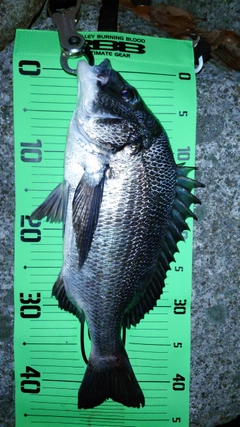 チヌの釣果