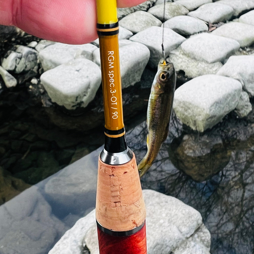 カワムツの釣果