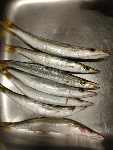 カマスの釣果