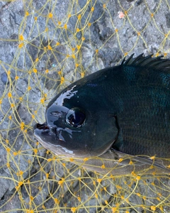 グレの釣果