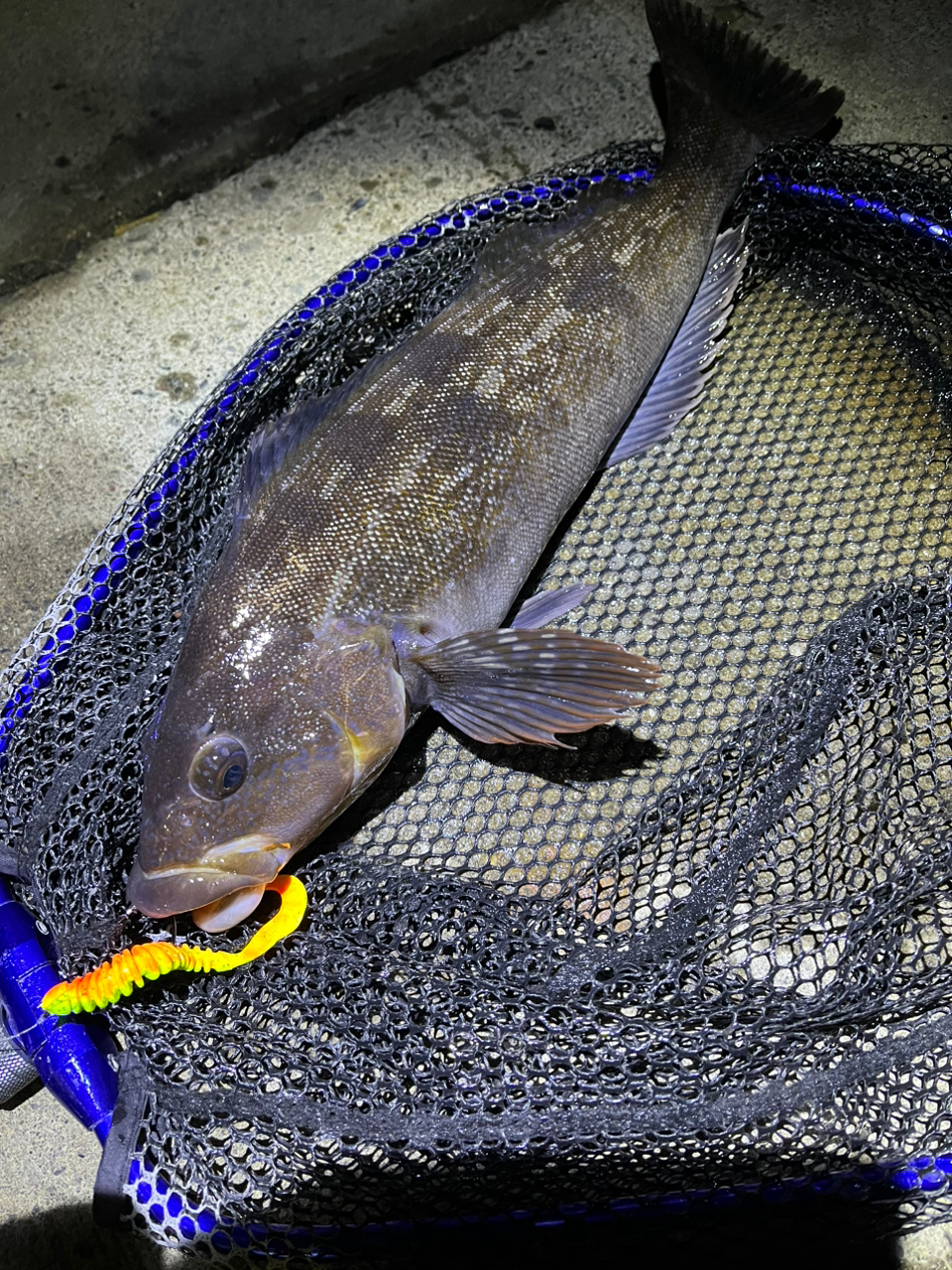 ふなっち🐟 さんの 2022年12月21日のアイナメの釣り・釣果情報(北海道