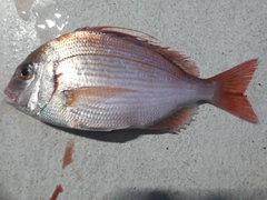 マダイの釣果