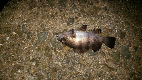 クロメバルの釣果