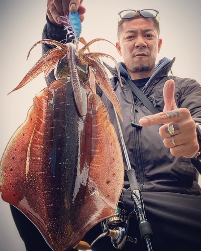 アオリイカの釣果