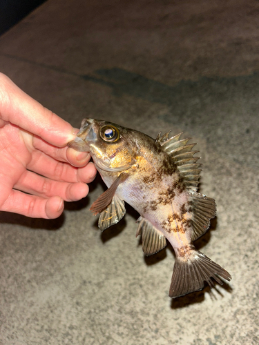 メバルの釣果