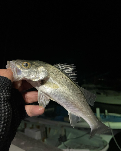 セイゴ（マルスズキ）の釣果