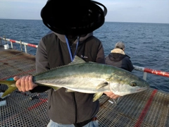 ブリの釣果