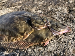 カレイの釣果