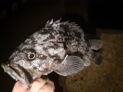 クロソイの釣果