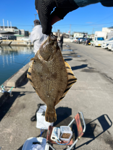 ヌマガレイの釣果