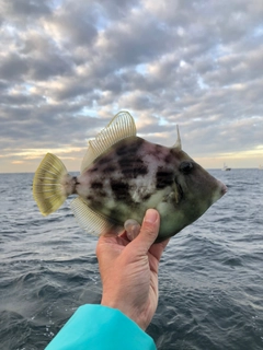 カワハギの釣果