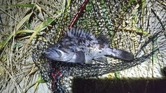 クロソイの釣果