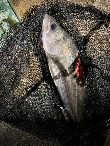 スズキの釣果