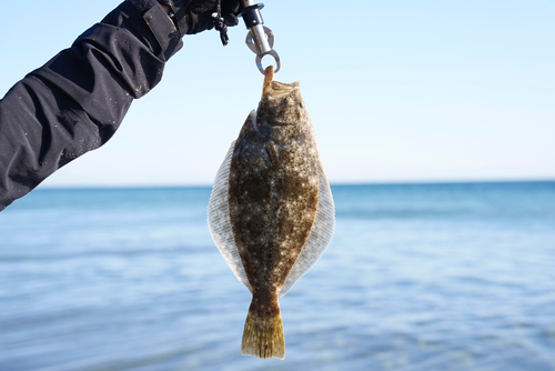 ヒラメの釣果