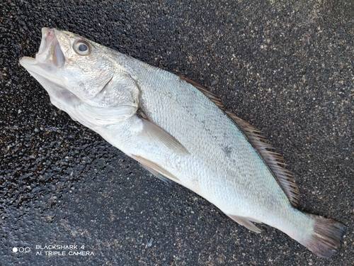 ニベの釣果