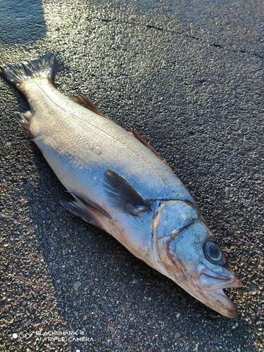 ヒラスズキの釣果