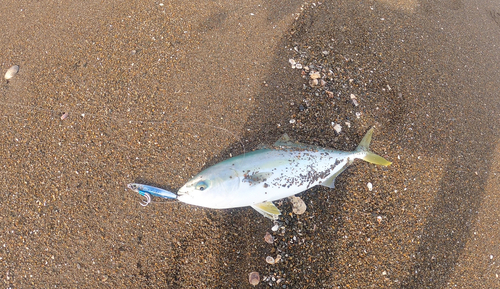 イナダの釣果