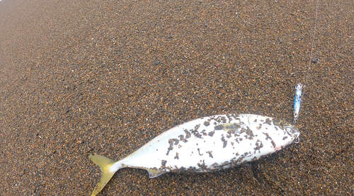 イナダの釣果