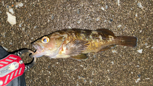 エゾメバルの釣果