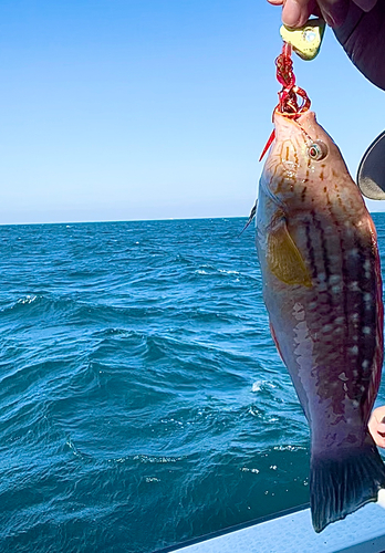 ホシササノハベラの釣果