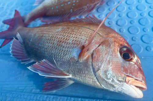 マダイの釣果