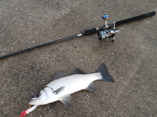 ヒラスズキの釣果