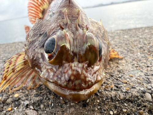 ガシラの釣果